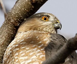 Sharp-shinned Hawk, Fort Collins, CO