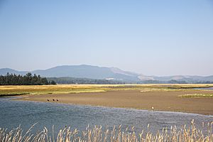 Sitka-sedge-state-natural-area-oregon.jpg