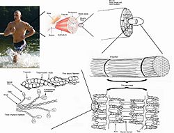 Skeletal muscle.jpg