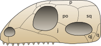 Skull synapsida 1