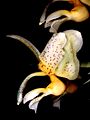 Stanhopea radiosa Orchi 002