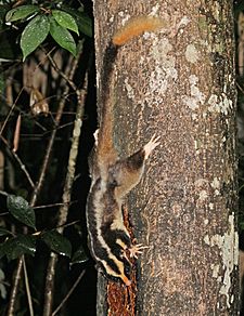 Striped Possum JCB