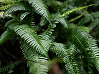 Sword ferns in the temperate rain-forest of Kaien Island