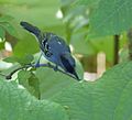 Thamnophilus caerulescens gleaning