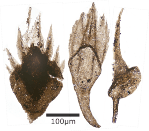 Thelodont denticles