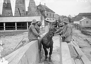 WWI horse skin disease