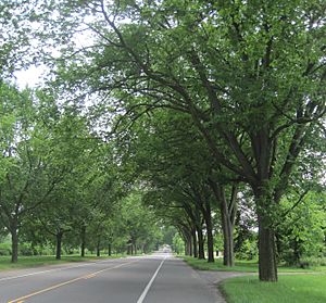 Washington Road Elm Allee