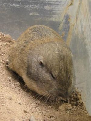 Wyoming pocket gopher.jpg