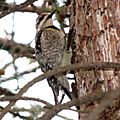 Yellow-bellied Sapsucker, female