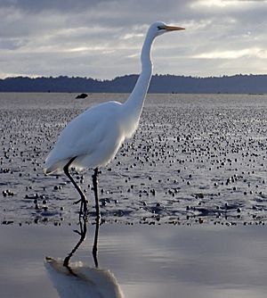 Ōkārito Lagoon • Okarito Kayaks • MRD 15