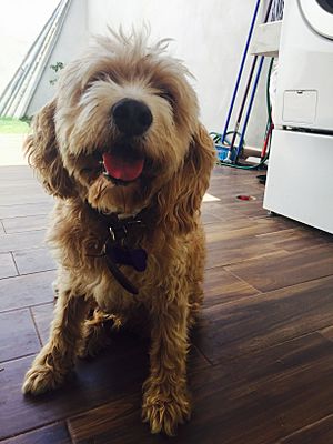 10 years old Cockapoo 