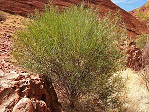 Acacia olgana habit.jpg