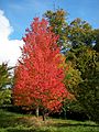 Acer rubrum 001