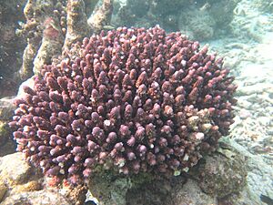 Acropora humilis Maldives.jpg