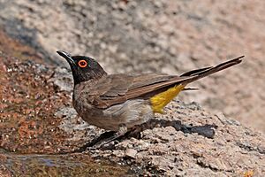 African red-eyed bulbul (Pycnonotus nigricans).jpg