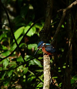 Alcedo meninting 2