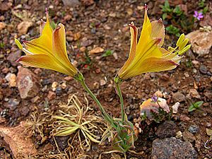 Alstroemeria kingii (8383813801).jpg