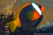 Amphiprion melanopus RLS