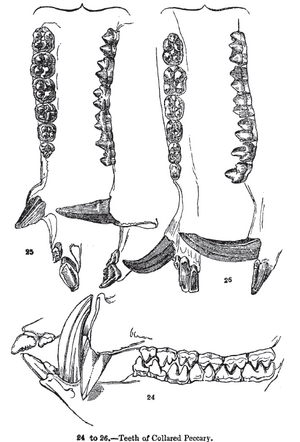 Animaldentition pecaritajacu