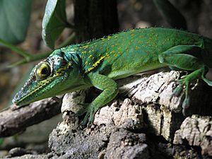 Anolis žlutohrdlý 0148