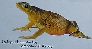 Atelopus bomolochos.jpg