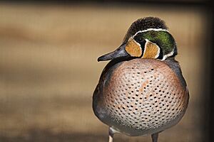 Baikal teal 393335097 56c09ca845 b