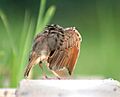 Bengal Bushlark I IMG 5004