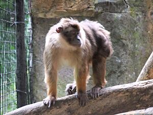 Beruk Mentawai Macaca pagensis.JPG