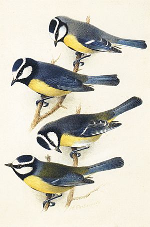 Blue Tits Henrik Gronvold c1920