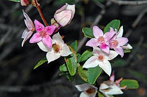 Boronia grimshawii.jpg