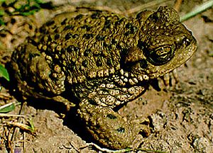 Bufo achalensis.jpg