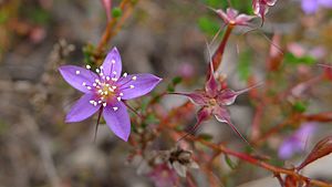 Calytrix flower (6368328629)