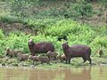 Capybara Bolivie