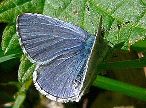 Celastrina ladon 03745.JPG