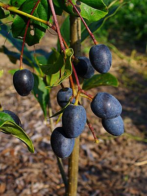 Chionanthus virginicus 003