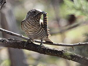 Chrysococcyx lucidus -Mulligans Flat Nature Reserve, Canberra, Australia-8