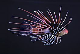 Clearfin lionfish (Pterois radiata)