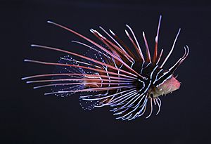 Clearfin lionfish (Pterois radiata).JPG