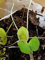 Corybas walliae