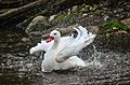 Coscoroba coscoroba (Coscoroba Swan - Koskorobaschwan) - Weltvogelpark 2012-01