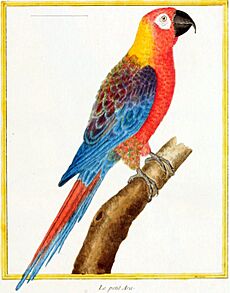 Cuban Macaw