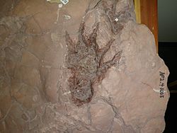 Dimetrodon track