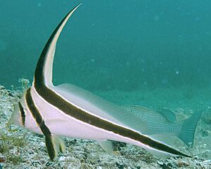 Equetus lanceolatus in Madagascar Reef.jpg