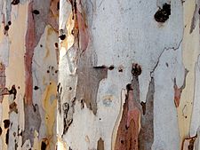 Eucalyptus camaldulensis bark two trees