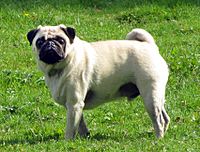 Fawn pug 2.5year-old.JPG