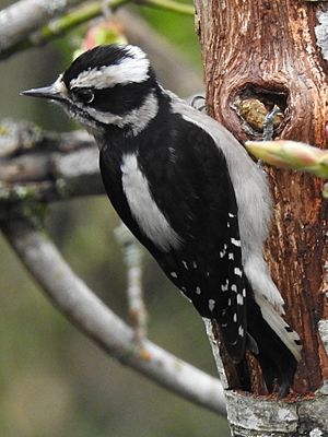 FemaleDownyWoodpecker.jpg