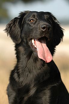 Flatcoat retriever 2