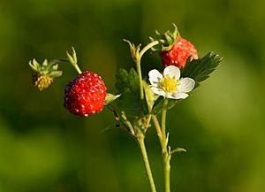 Fragaria vesca - metsmaasikas