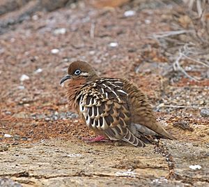 Galapagos Dove JCB