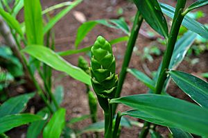 Ginger Plant vs